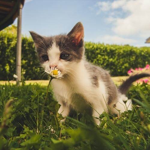kitten smelling a flower