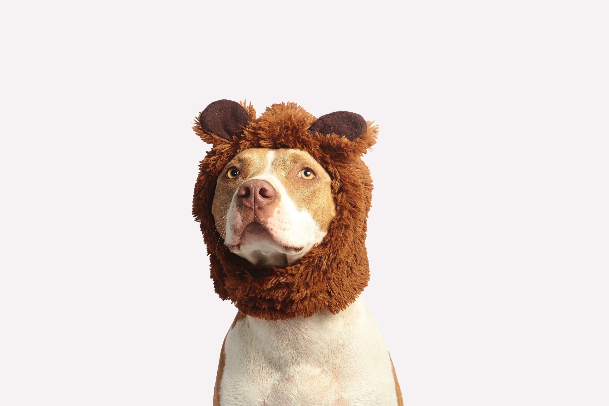pitbull dog wearing a bear mask
