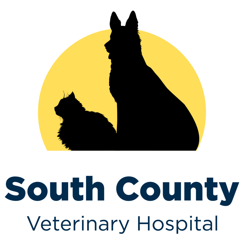 write-an-application-to-the-director-of-the-state-veterinary-hospital